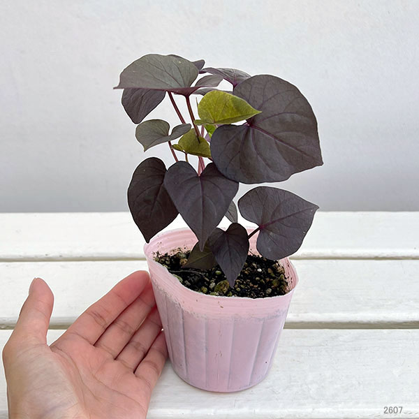 草花の苗 サマーセール (わけあり特価)イポメ...の詳細画像1