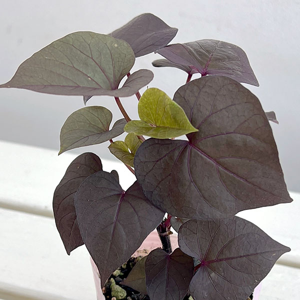 草花の苗 サマーセール (わけあり特価)イポメ...の詳細画像2