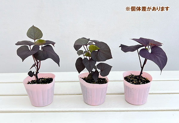 草花の苗 サマーセール (わけあり特価)イポメ...の詳細画像3