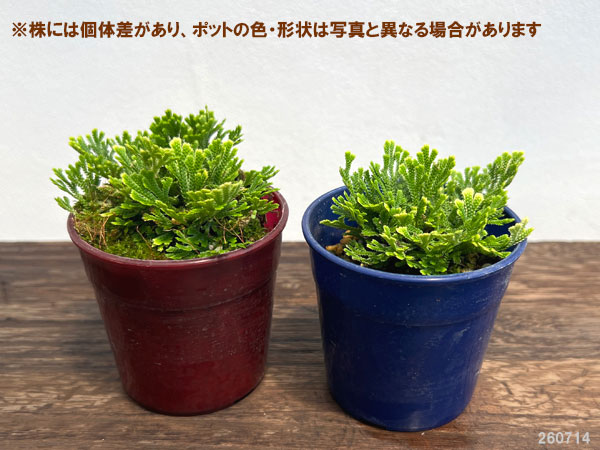 山野草の苗 イワヒバ(イワマツ) 綾錦3号ポットの詳細画像1