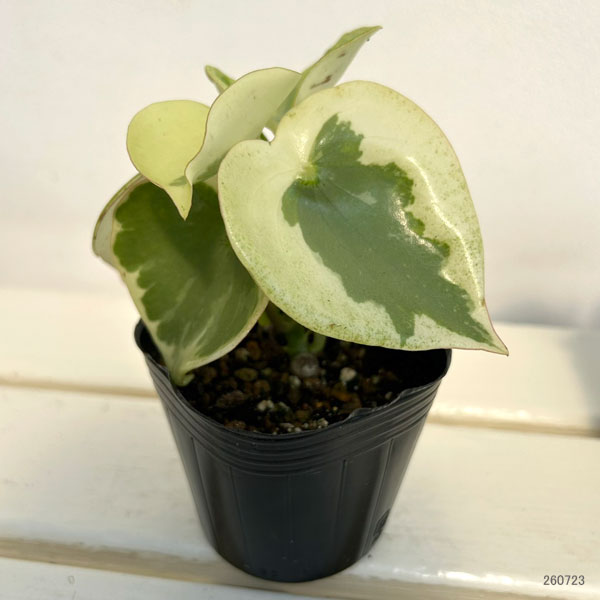 観葉植物 ペペロミア バーダントフレイム3号ポットの詳細画像1