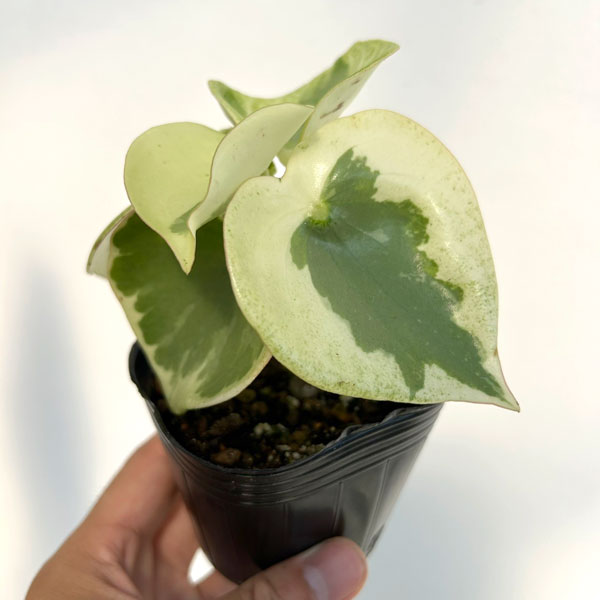 観葉植物 ペペロミア バーダントフレイム3号ポットの詳細画像2