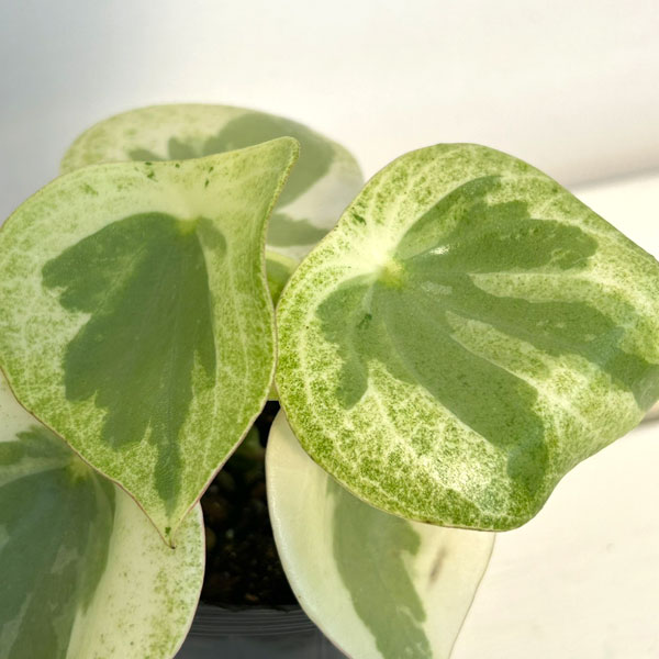 観葉植物 ペペロミア バーダントフレイム3号ポットの詳細画像3