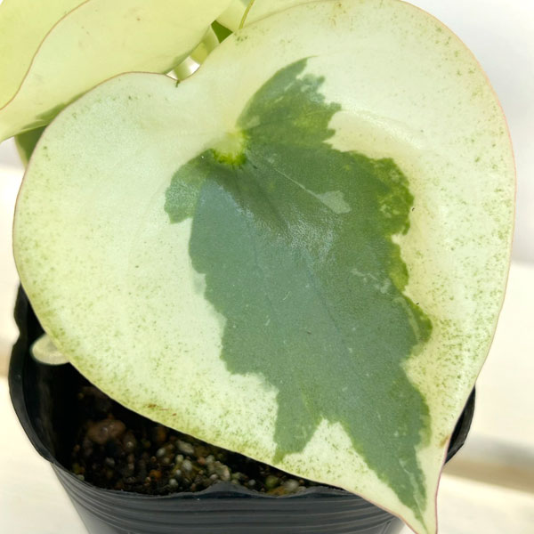 観葉植物 ペペロミア バーダントフレイム3号ポットの詳細画像4