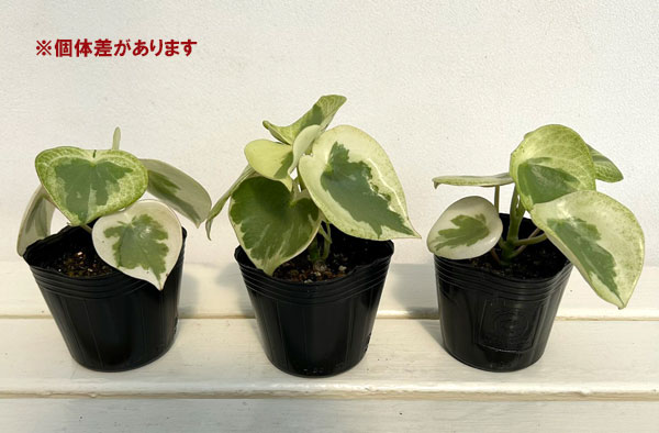 観葉植物 ペペロミア バーダントフレイム3号ポットの詳細画像5