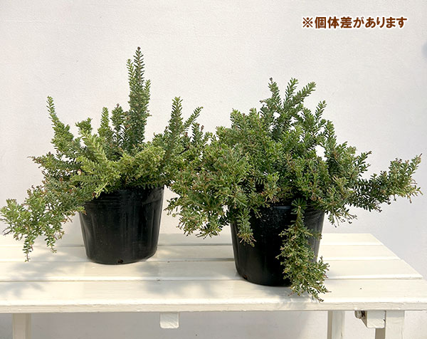 花木 庭木の苗 グレビレア ラニゲラ6号ポットの詳細画像1