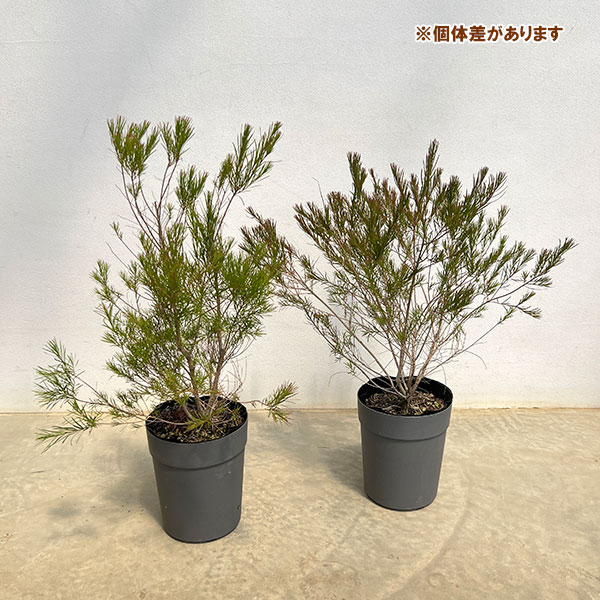 メラレウカ メディカルティーツリー（花、ガーデニング）のおすすめ