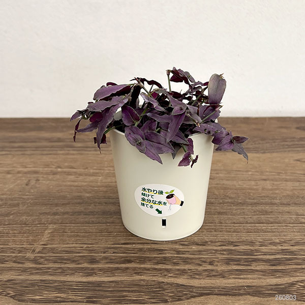観葉植物 トラディスカンチア パープルブライダルベール2.5号鉢入り
