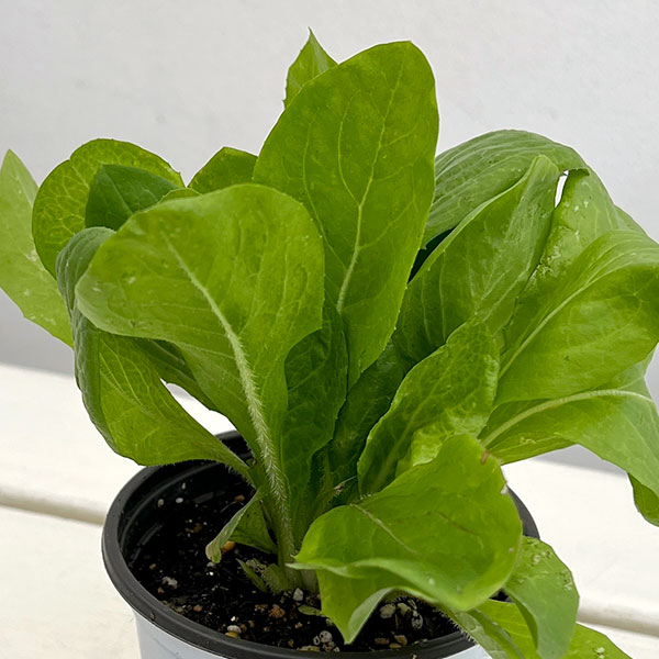 野菜の苗 サマーセール イタリアンハーブ チコ...の詳細画像2