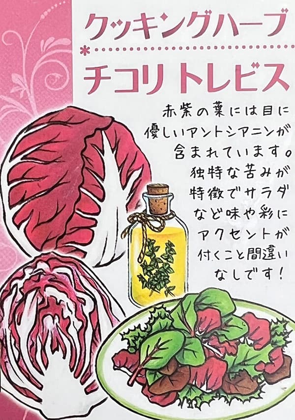 野菜の苗 サマーセール イタリアンハーブ チコ...の詳細画像3