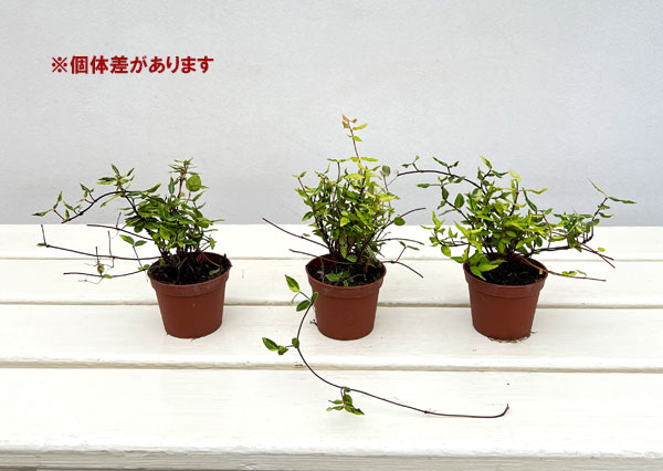 山野草の苗 チリメンカズラ 斑入り葉 2号ポットの詳細画像5