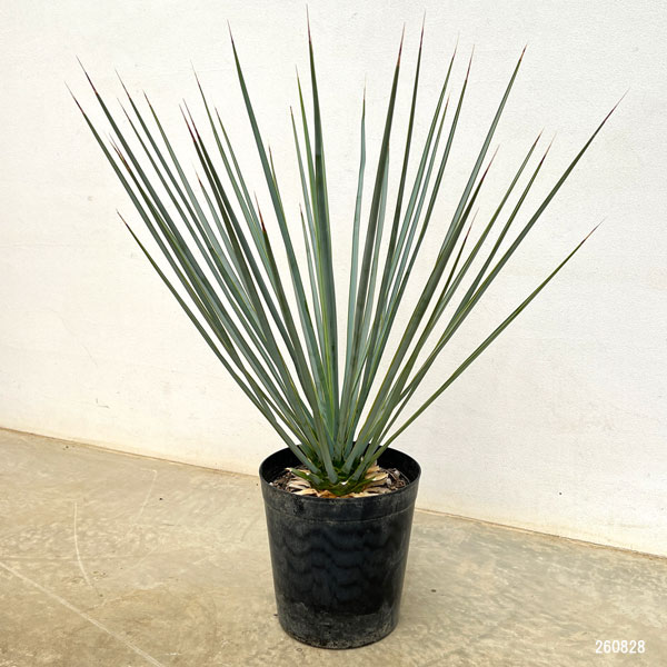 観葉植物（観葉植物種類：ユッカ）｜花、ガーデニング おすすめ人気