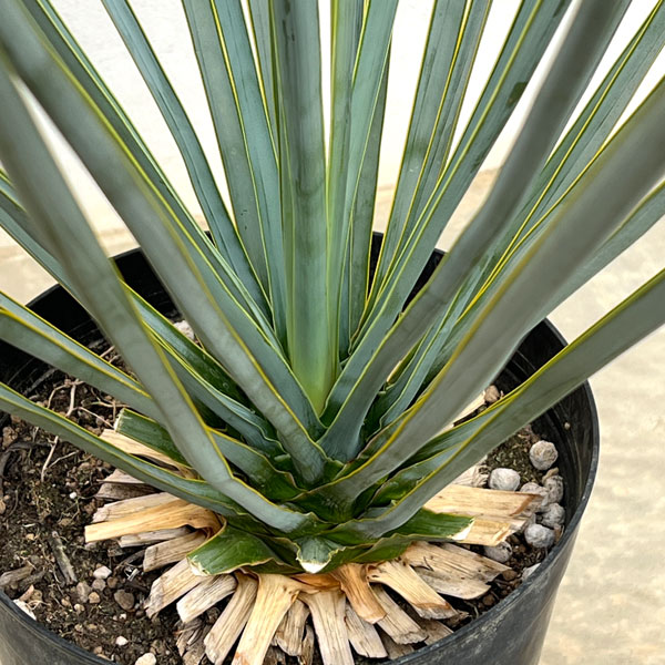 観葉植物（観葉植物種類：ユッカ）｜花、ガーデニング おすすめ人気
