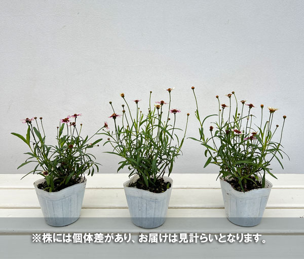 草花の苗 コレオプシス マーブルローズ 3号ポットの詳細画像4