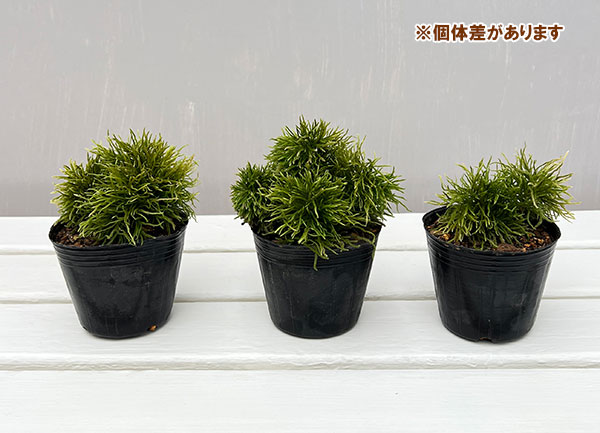 山野草の苗 コウヤノマンネングサ3号ポットの詳細画像5