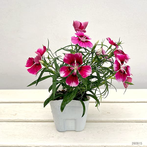 草花の苗 ダイアンサス ベンティパフェ クリム...の詳細画像1