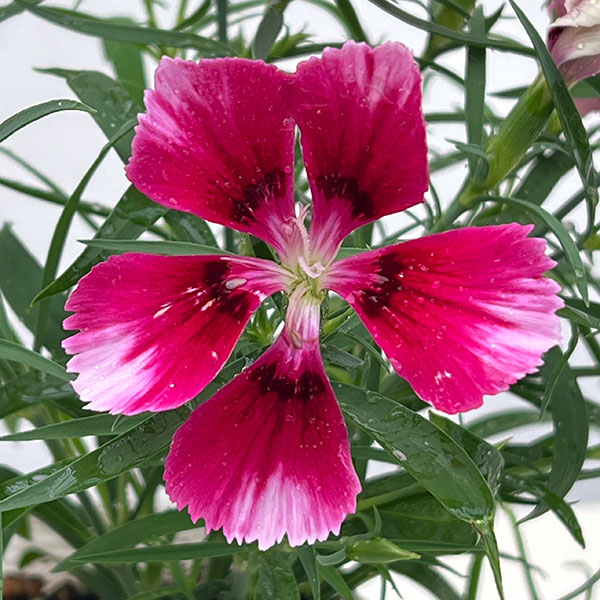 草花の苗 ダイアンサス ベンティパフェ クリム...の詳細画像3