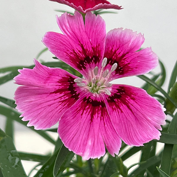 草花の苗 ダイアンサス ベンティパフェ クリム...の詳細画像4