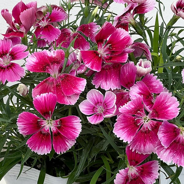 草花の苗 ダイアンサス ベンティパフェ クリム...の詳細画像5