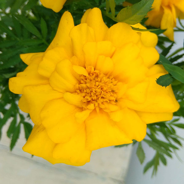 草花の苗 マリーゴールド デュランゴ イエロー...の詳細画像3