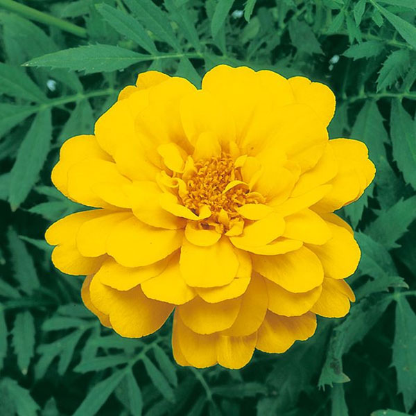 草花の苗 マリーゴールド デュランゴ イエロー...の詳細画像4