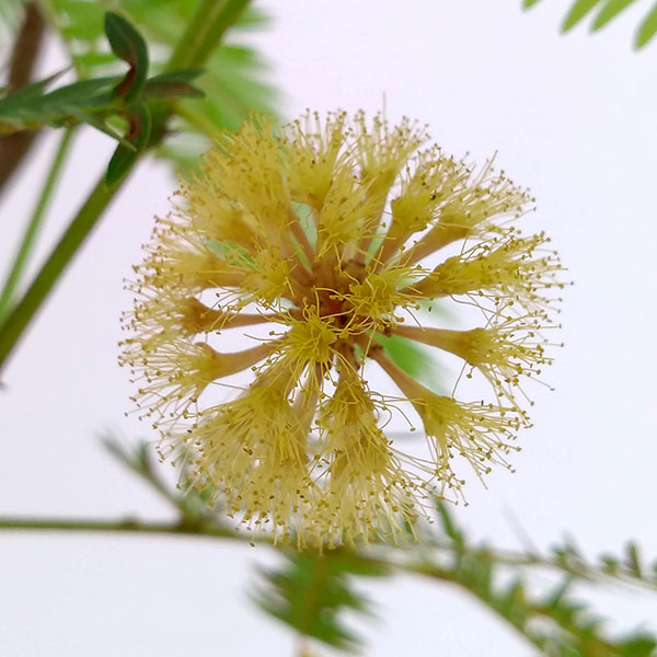 観葉植物 ネムノキ エバーフレッシュ6号鉢植え 園芸ネット 通販 Yahoo ショッピング