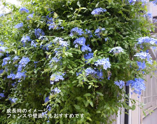 草花の苗/プルンバーゴ（ルリマツリ）：ブルー3ー3.5号ポット2株セット｜engei｜07