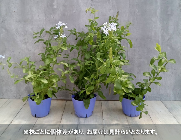草花の苗/プルンバーゴ（ルリマツリ）：ブルー3ー3.5号ポット2株セット｜engei｜03