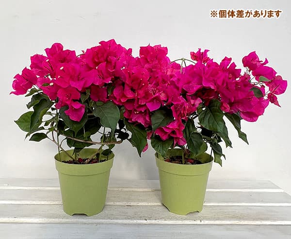 ブーゲンビリア（鉢花）｜生花 | 花、ガーデニング の商品一覧 通販