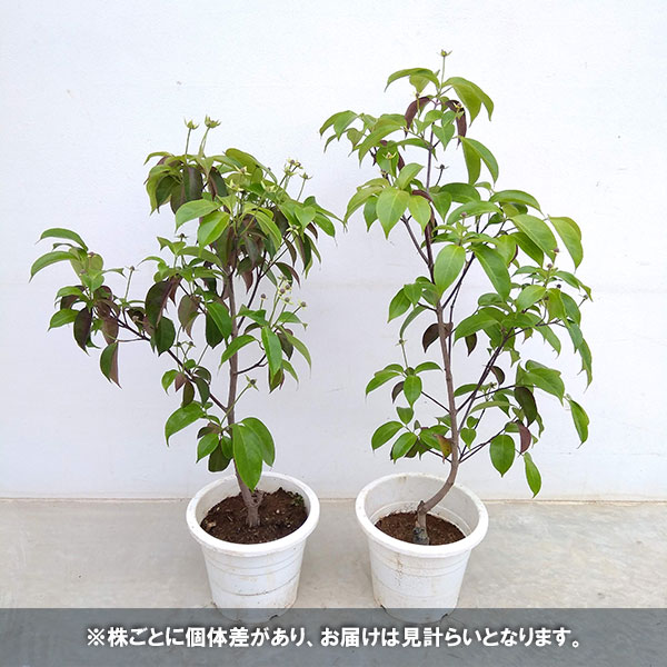 ヤマボウシ 苗（落葉樹の植木、庭木）｜苗木、植木 | 花、ガーデニング