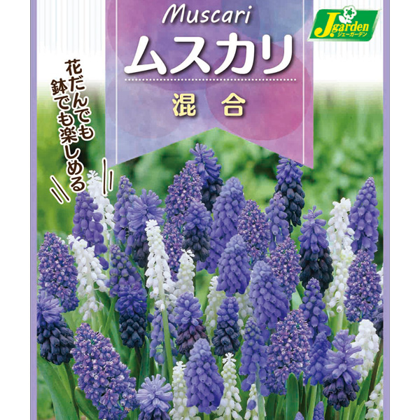 球根 26年9月中下旬予約 ムスカリ 混合10球入りの詳細画像1