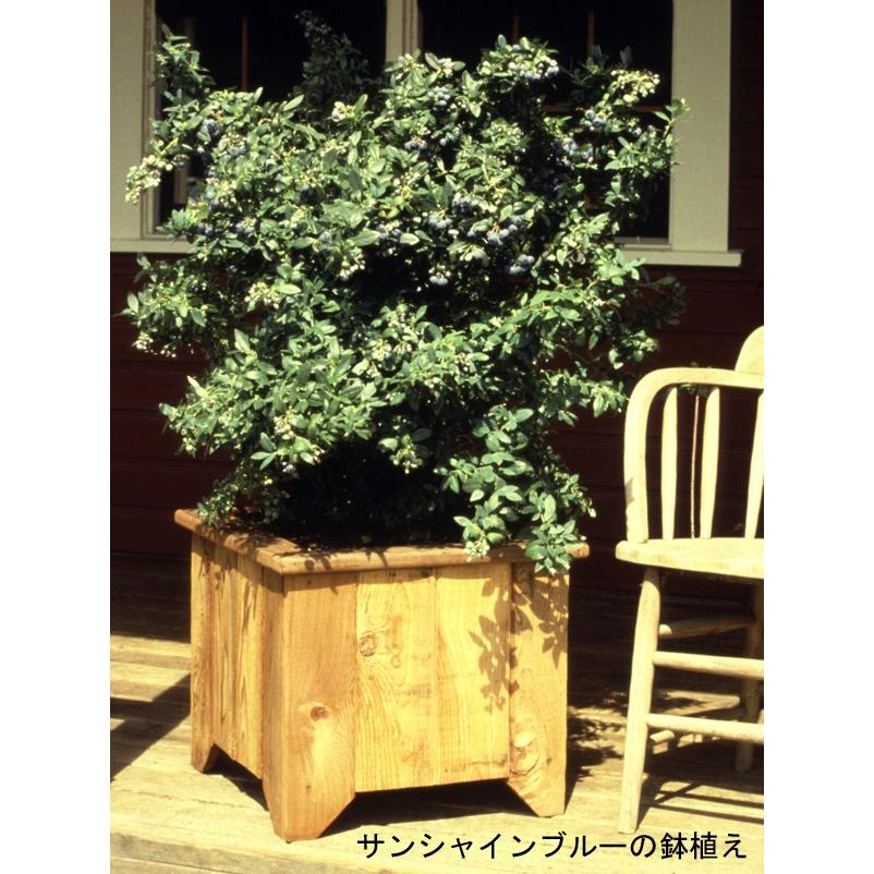 果樹の苗/ブルーベリー（サザンハイブッシュ系）：サンシャインブルー4〜5号ポット｜engei｜10