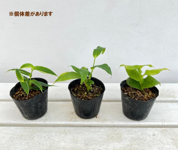 山野草の苗 ホトトギス 斑入り3号ポットの詳細画像2