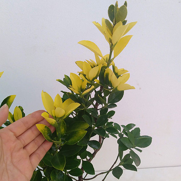 花木 庭木の苗/マサキ（柾）：オウゴンマサキ（黄金マサキ）5号ポット｜engei｜04