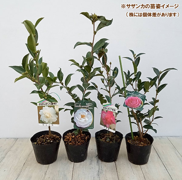 花木 庭木の苗 サザンカ（山茶花） 丁字車（チョウジグルマ）4号ポット