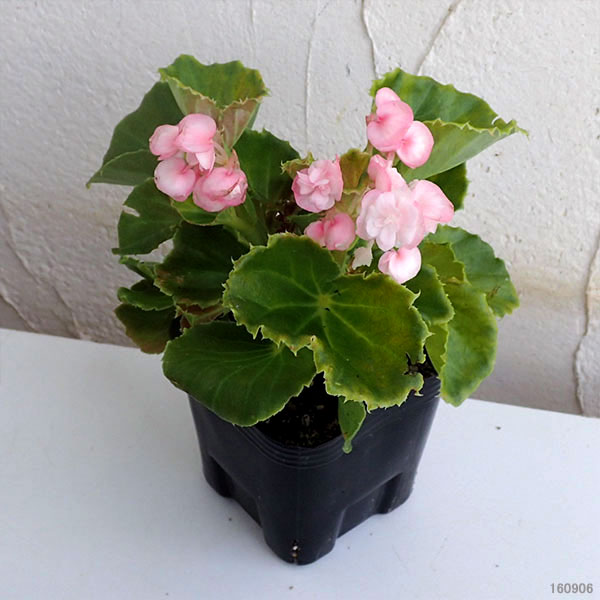 草花の苗 ベゴニア ダブレットピンク3号ポットの詳細画像1