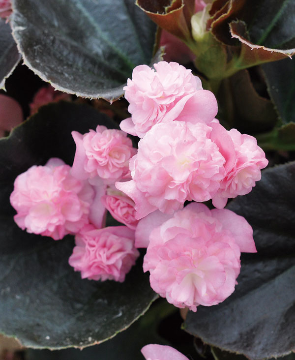 草花の苗 ベゴニア ダブレットピンク3号ポットの詳細画像4