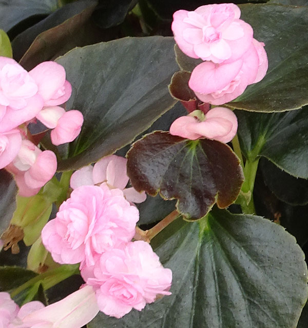 草花の苗 ベゴニア ダブレットピンク3号ポットの詳細画像5