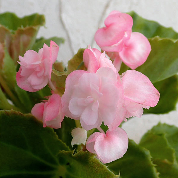 草花の苗 ベゴニア ダブレットピンク3号ポットの詳細画像3