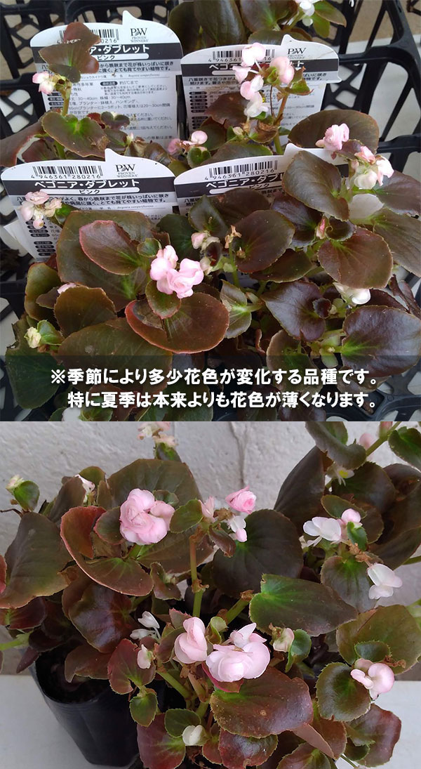 草花の苗 ベゴニア ダブレットピンク3号ポットの詳細画像2