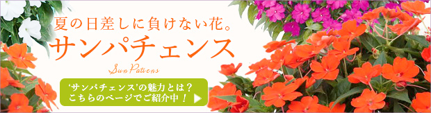 草花の苗/サンパチェンス(R)：オレンジ3.5号ポット苗｜engei｜06