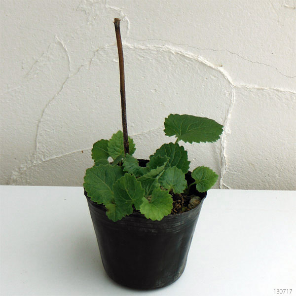 山野草の苗 ホタルブクロ 青花3号ポットの詳細画像4