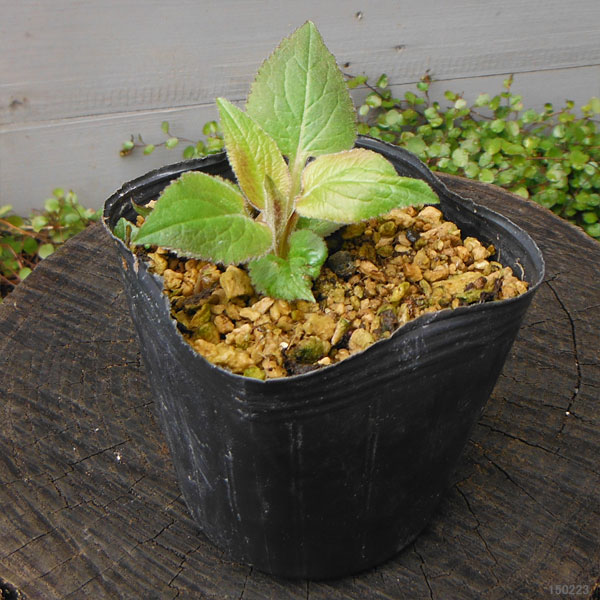 山野草の苗 ホタルブクロ 青花3号ポットの詳細画像3