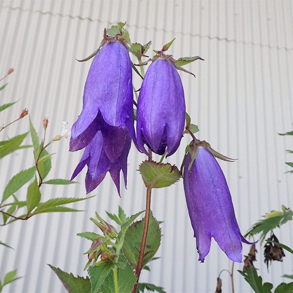 山野草の苗 ホタルブクロ 青花3号ポットの詳細画像5