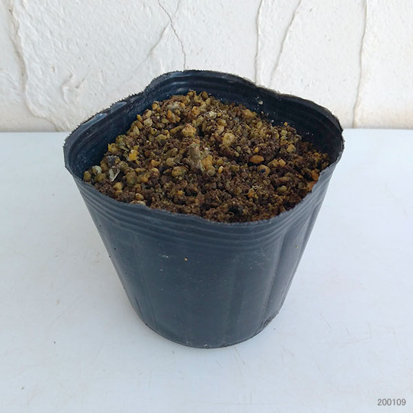 山野草の苗 ホタルブクロ 青花3号ポットの詳細画像2