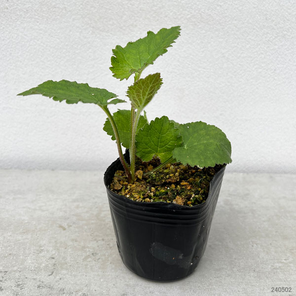 山野草の苗 ホタルブクロ 青花3号ポットの詳細画像1