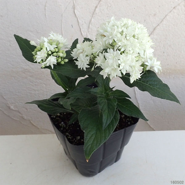 草花の苗/ペンタス（八重咲き）：ライカ ホワイト3.5号ポット｜engei｜03