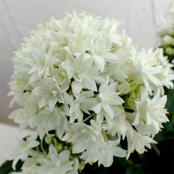 草花の苗/ペンタス（八重咲き）：ライカ ホワイト3.5号ポット｜engei｜04