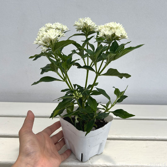 草花の苗 ペンタス(八重咲き) ライカ ホワイ...の詳細画像1