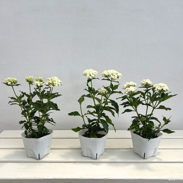 草花の苗 ペンタス(八重咲き) ライカ ホワイ...の詳細画像2